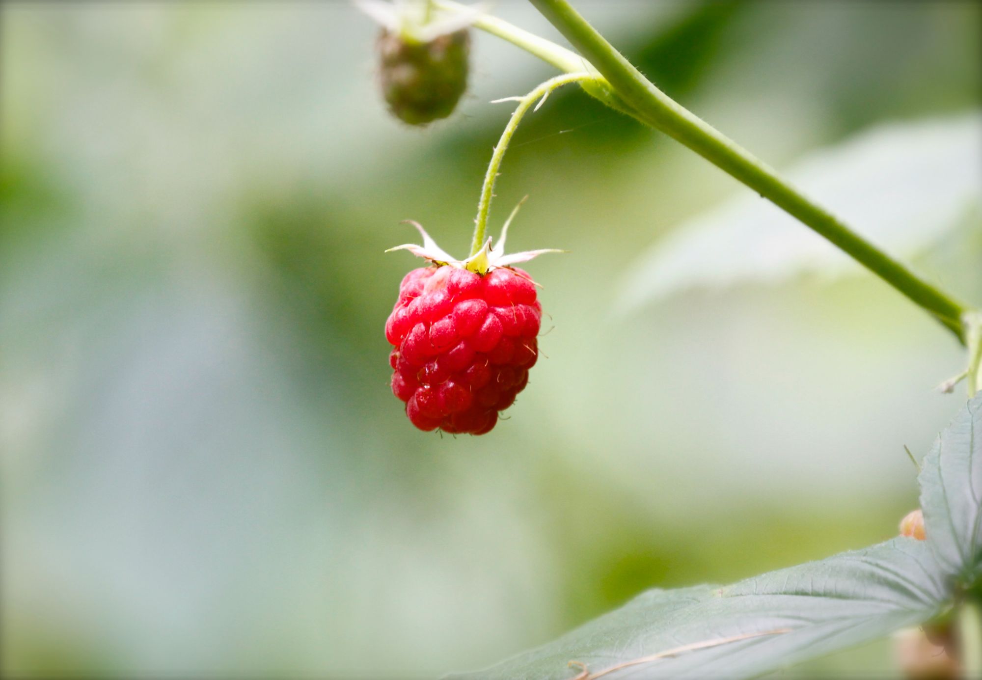 Das vielleicht nützlichste Raspi-Projekt von allen (3)